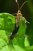 Tenthredopsis nassata